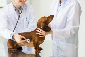 Veterinarian using USB ultrasound probe